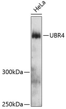 Polyclonal Rabbit anti-Human UBR4 Antibody (WB)