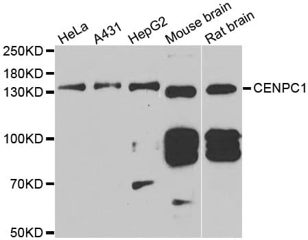 CENPC / CENP-C Antibody