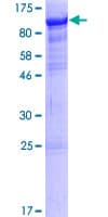 Human RTF1 Protein (Recombinant GST)
