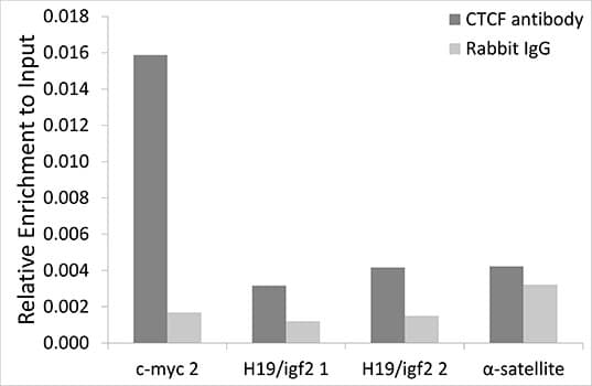 CTCF Antibody