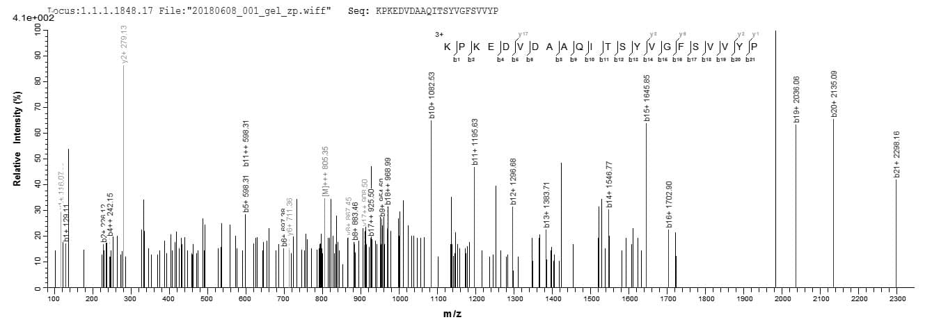 Bordetella pertussis fim3 Protein (Recombinant 6His, N-terminus)