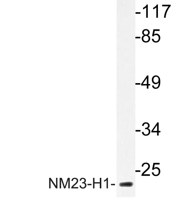 NME1 / NM23 Antibody (Tyr52)