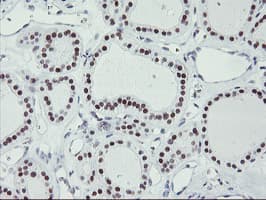 USP7 / HAUSP Antibody (clone OTI3D5, Carrier-free)