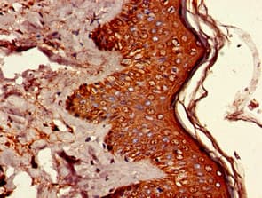UBQLN1 / Ubiquilin Antibody