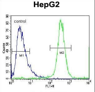 Polyclonal Rabbit anti-Human FBXO2 Antibody (aa244-271, WB)