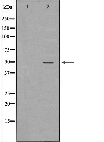 PSMC3 Antibody