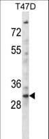 KLF2 Antibody (aa13-42)