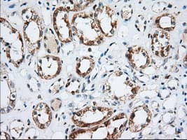 IGF2BP2 Antibody (clone OTI1F9, Carrier-free)