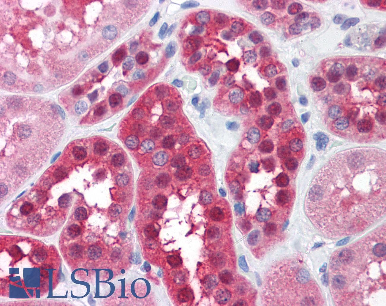 IHC-plus™ GPI Antibody (aa56-67)