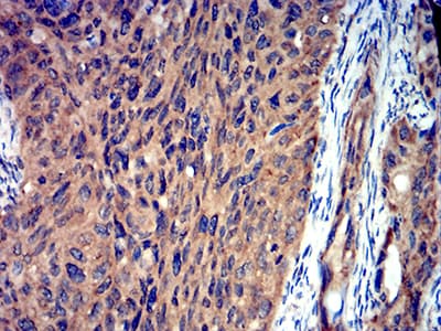 Monoclonal Mouse anti-Toxoplasma gondii ROP1 Antibody (clone 3D4B2, IHC, WB)