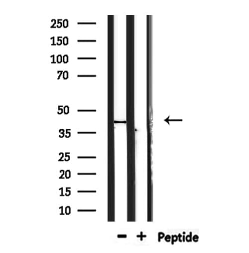 TAS2R40 Antibody