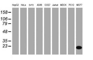 CRABP2 Antibody (clone OTI10D6, Carrier-free)