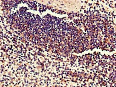 C17orf78 Antibody