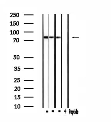 CLCN4 / CLC-4 Antibody