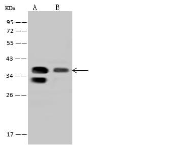 PPP1R3C / PTG Antibody
