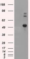 BAP / SIL1 Antibody (clone OTI3E3)