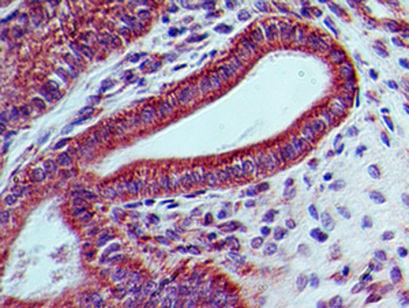 LIF Antibody (aa24-203, clone 39N7D10)