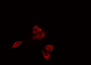 SLC30A4 Antibody