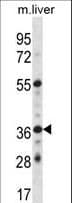 GPER1 / GPR30 Antibody (aa346-375)