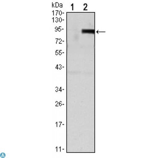 OPG / Osteoprotegerin Antibody