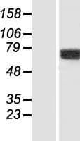 KIF1BP Protein (Over-Expression Lysate Myc-DDK (Flag))