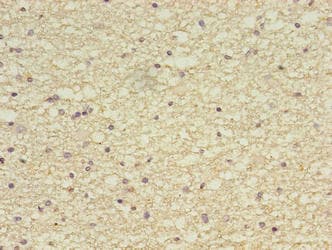 ZBED6CL / C7orf29 Antibody (C-Terminus)