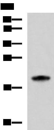 MRPS28 Antibody