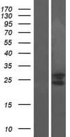 Human PTRH1 Protein (Over-Expression Lysate Myc-DDK (Flag))