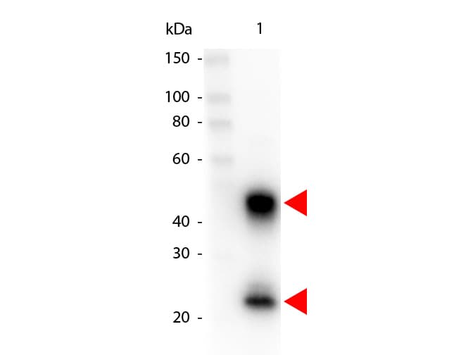 Goat Anti-Mouse IgG Secondary Antibody (HRP)