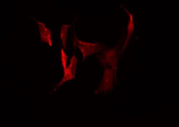 CDH26 / Cadherin 26 Antibody