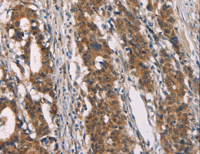 CD80 Antibody