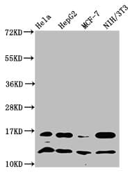 HIST1H4I Antibody