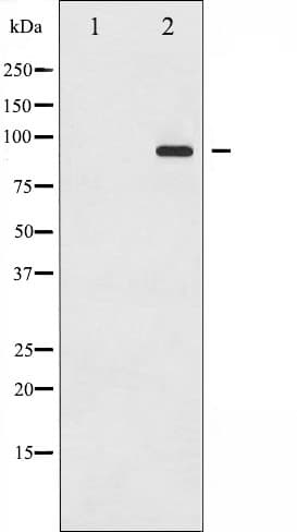 Polyclonal Rabbit anti-Human DNM1 / Dynamin Antibody (phospho-Ser774, IHC, WB)