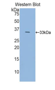 HDC / Histidine Decarboxylase Antibody (aa365-643, APC)
