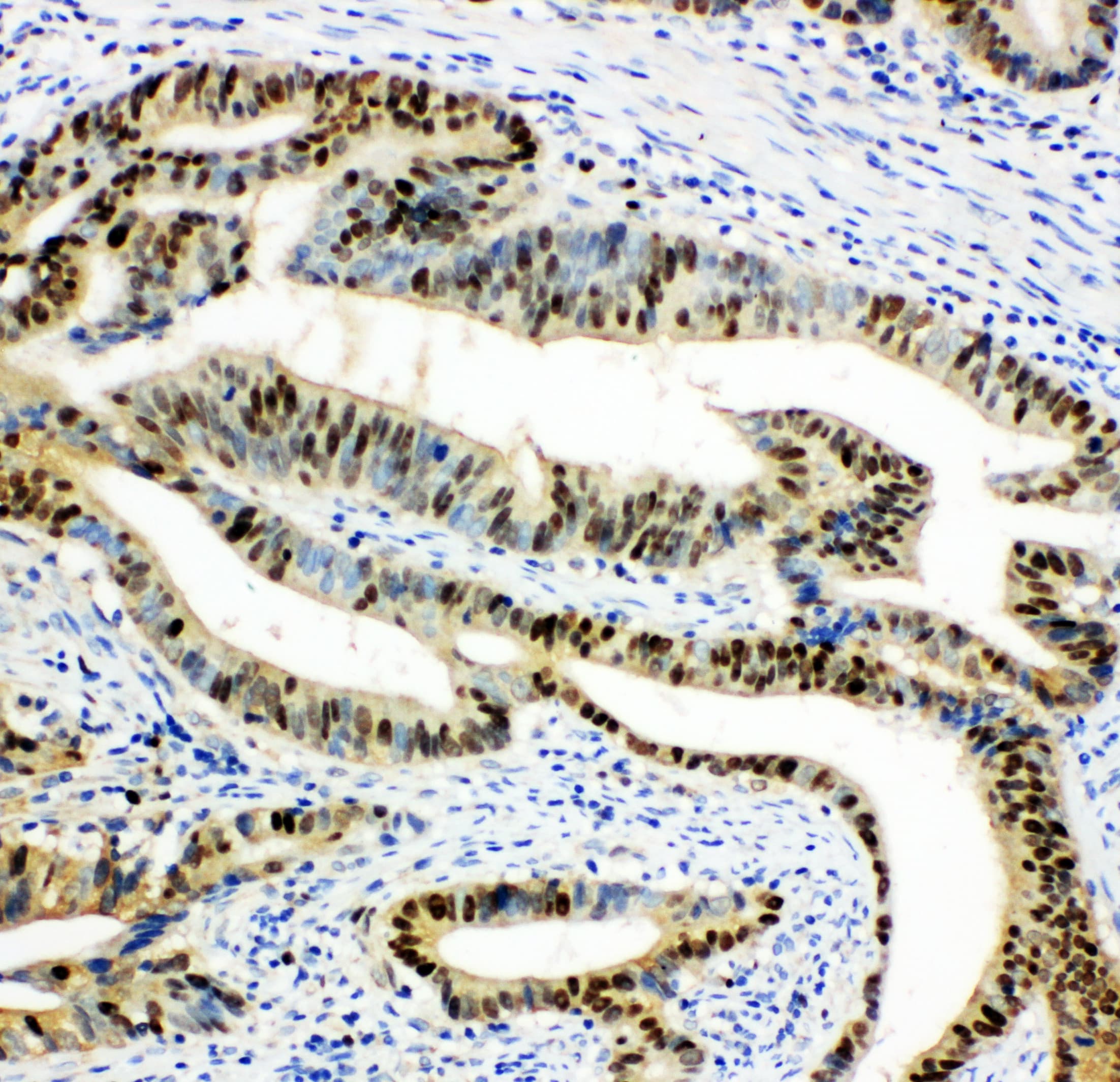 DUT / DUTPase Antibody (aa136-150)