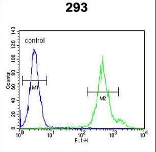 Polyclonal Rabbit anti-Human KLC3 Antibody (aa245-274, IHC, WB)