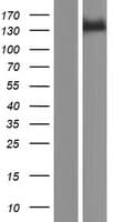PTCH2 / Patched 2 Protein (Over-Expression Lysate Myc-DDK (Flag))