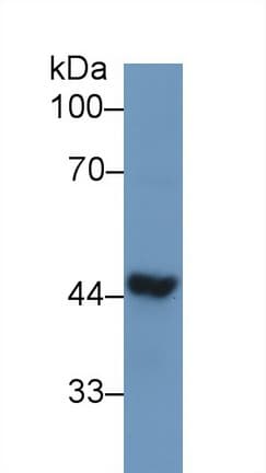 TDP-43 / TARDBP Antibody (aa104-262)