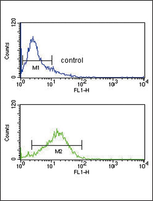 ICSBP / IRF8 Antibody (aa241-269)