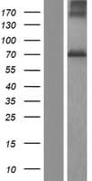 NGLY1 Protein (Over-Expression Lysate Myc-DDK (Flag))