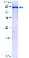 Human PTPN6 / SHP1 Protein (Recombinant GST)