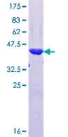 Human PRR4 / Proline Rich 4 Protein (Recombinant GST, N-terminus)