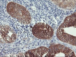 NLN / Neurolysin Antibody (clone OTI1D6)