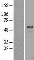 PSMD5 Protein (Over-Expression Lysate Myc-DDK (Flag))