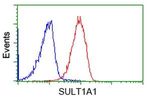 Monoclonal Mouse anti-Human SULT1A1 / Sulfotransferase 1A1 Antibody (clone OTI9B7, IHC, IF, WB)