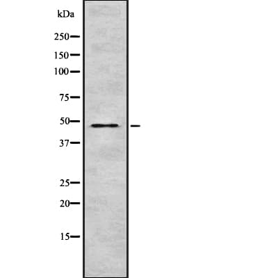 TRIM31 / RNF Antibody