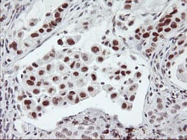 USP7 / HAUSP Antibody (clone OTI3C1)