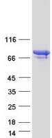 Human PADI6 Protein (Recombinant Myc-DDK (Flag))