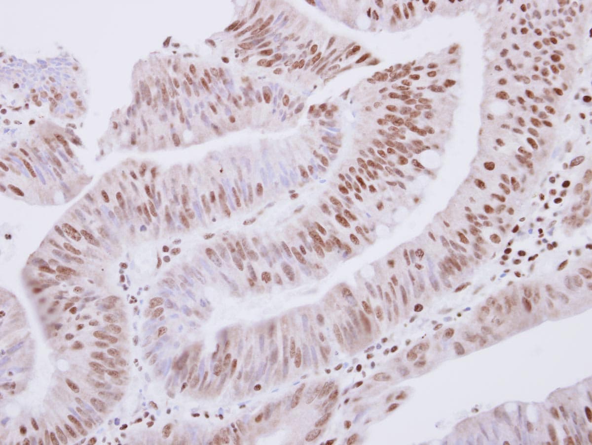ZNF434 Antibody