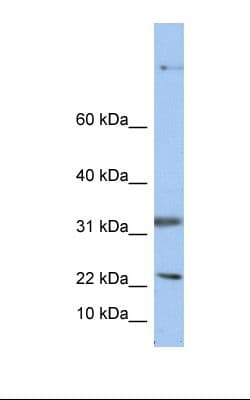 SEP15 Antibody (C-Terminus)